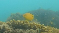 Pomacentrus moluccensis