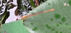 Ceriagrion auranticum