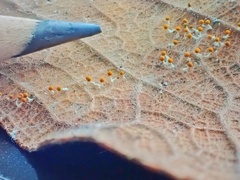 Physarum melleum