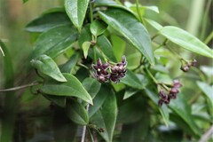 Vincetoxicum barbatum