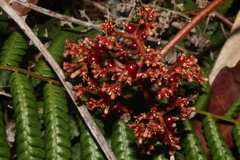 Urera baccifera