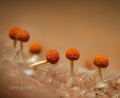 Physarum melleum