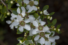 Leptospermum laevigatum