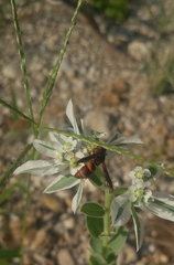 Euodynerus crypticus