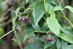 Vincetoxicum barbatum