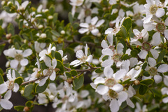 Leptospermum laevigatum