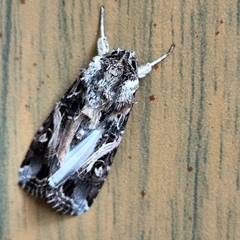 Spodoptera