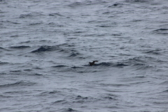Ptychoramphus aleuticus