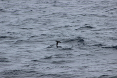 Ptychoramphus aleuticus