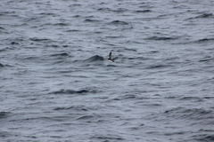 Ptychoramphus aleuticus