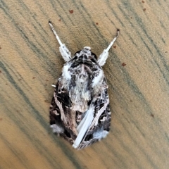 Spodoptera