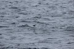 Ptychoramphus aleuticus