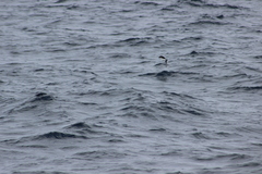 Ptychoramphus aleuticus