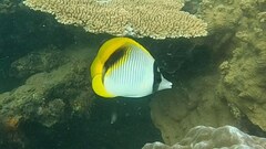 Chaetodon lineolatus