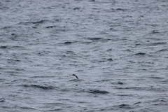 Ptychoramphus aleuticus