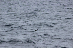 Ptychoramphus aleuticus