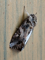 Spodoptera