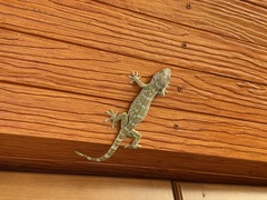 Gekko gecko