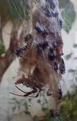 Eriophora edax