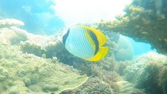 Chaetodon lineolatus