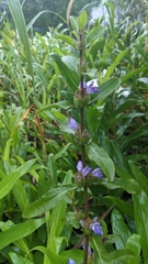 Hygrophila pogonocalyx