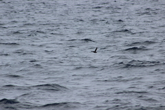 Ptychoramphus aleuticus