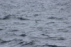 Ptychoramphus aleuticus