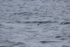 Ptychoramphus aleuticus
