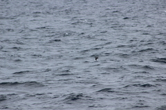 Ptychoramphus aleuticus