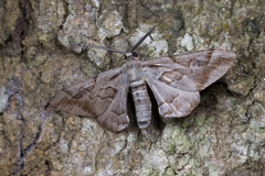 Hypochrosis binexata