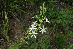 Ornithogalum narbonense