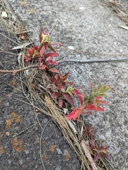 Epilobium hirtigerum