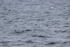 Ptychoramphus aleuticus