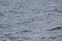 Ptychoramphus aleuticus