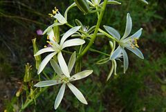 Ornithogalum narbonense