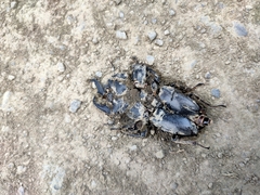 Serrognathus kyanrauensis