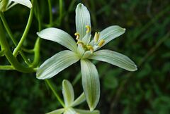 Ornithogalum narbonense