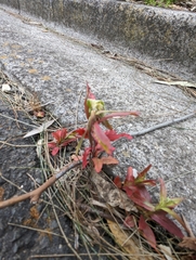 Epilobium hirtigerum