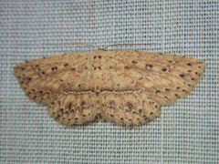 Hyposada serendipitatis