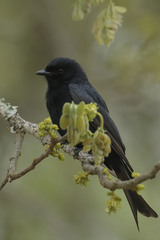 Dicrurus adsimilis fugax