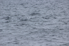 Ptychoramphus aleuticus