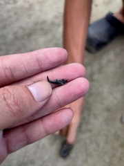 Serrognathus kyanrauensis