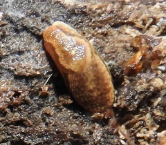 Arion fasciatus