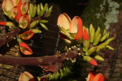 Erythrina edulis