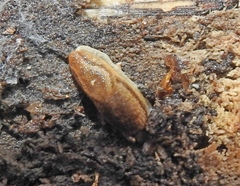 Arion fasciatus
