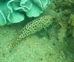 Epinephelus quoyanus