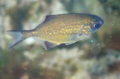 Scorpis lineolata