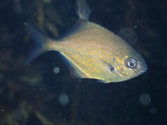 Scorpis lineolata