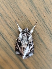 Spodoptera