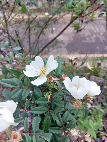 Rosa abyssinica